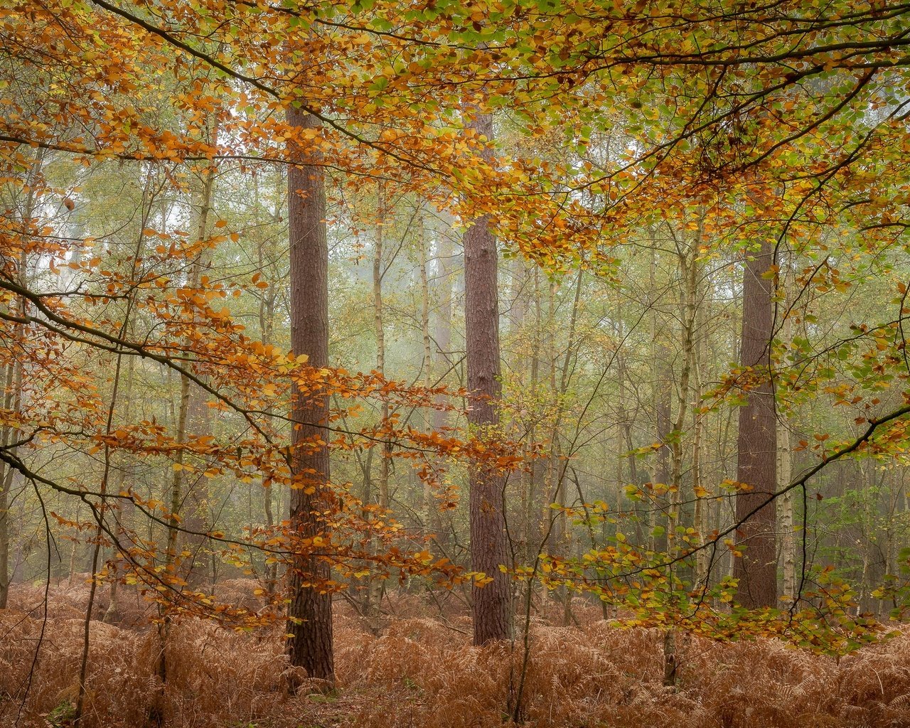 Обои деревья, лес, туман, осень, trees, forest, fog, autumn разрешение 2048x1200 Загрузить