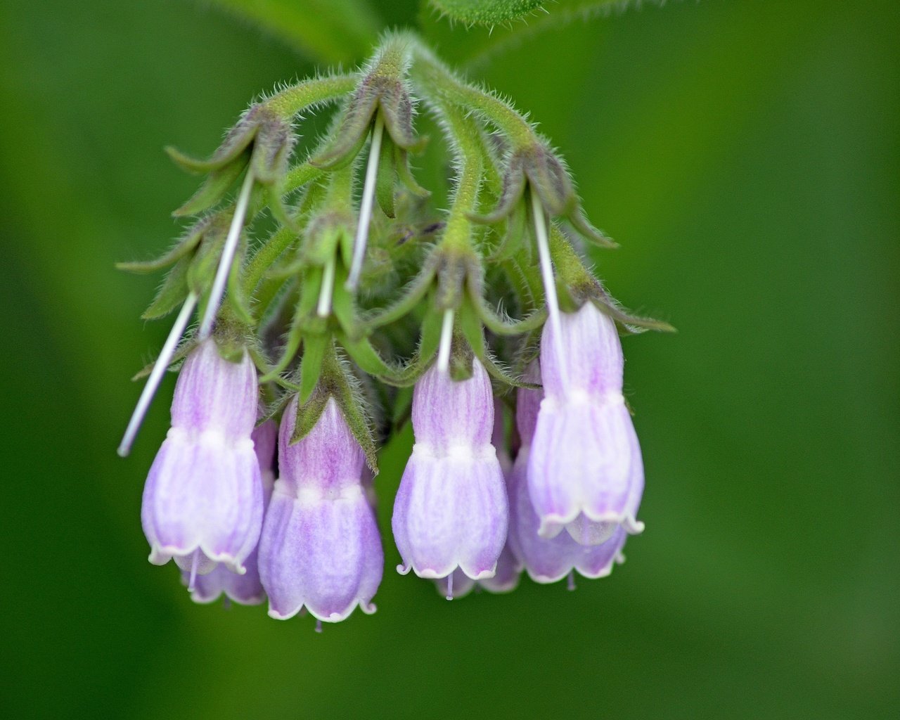 Обои цветы, природа, колокольчики, боке, окопник, flowers, nature, bells, bokeh, comfrey разрешение 3413x2991 Загрузить