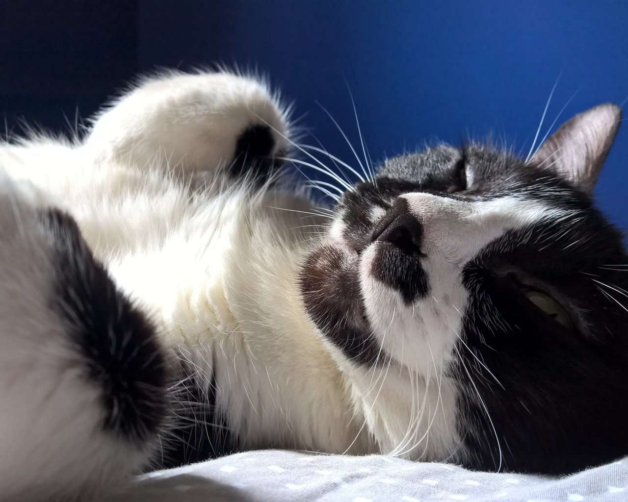 Обои кот, усы, кошка, сон, черно-белая, кот.черно-белый, лежит.отдых, cat, mustache, sleep, black and white, cat.black and white, lies.stay разрешение 5376x3024 Загрузить