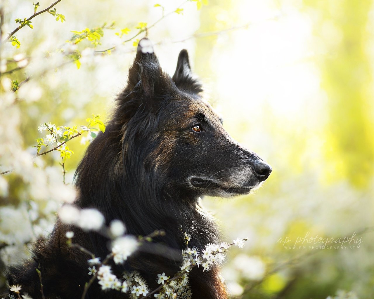 Обои собака, весна, друг, dackelpuppy, jamash, dog, spring, each разрешение 2048x1367 Загрузить
