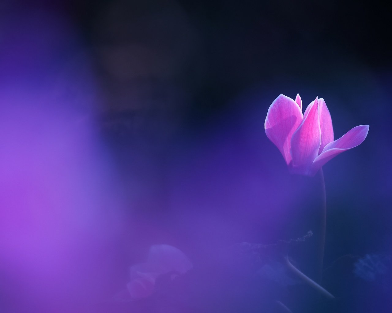 Обои макро, цветок, боке, цикламен, macro, flower, bokeh, cyclamen разрешение 2048x1536 Загрузить