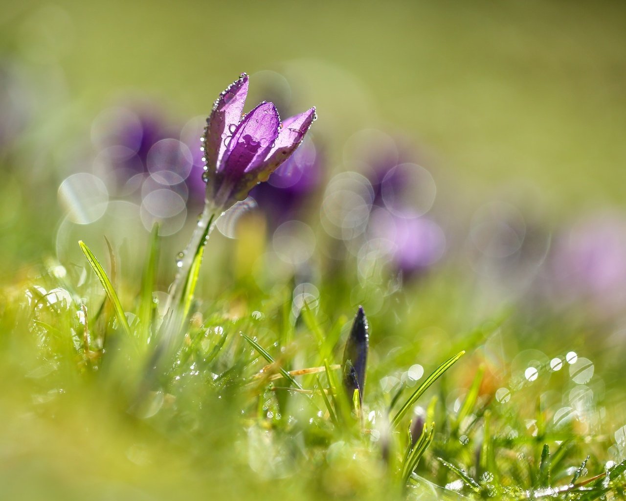 Обои цветы, трава, цветок, блики, весна, крокусы, крокус, боке, flowers, grass, flower, glare, spring, crocuses, krokus, bokeh разрешение 2048x1366 Загрузить