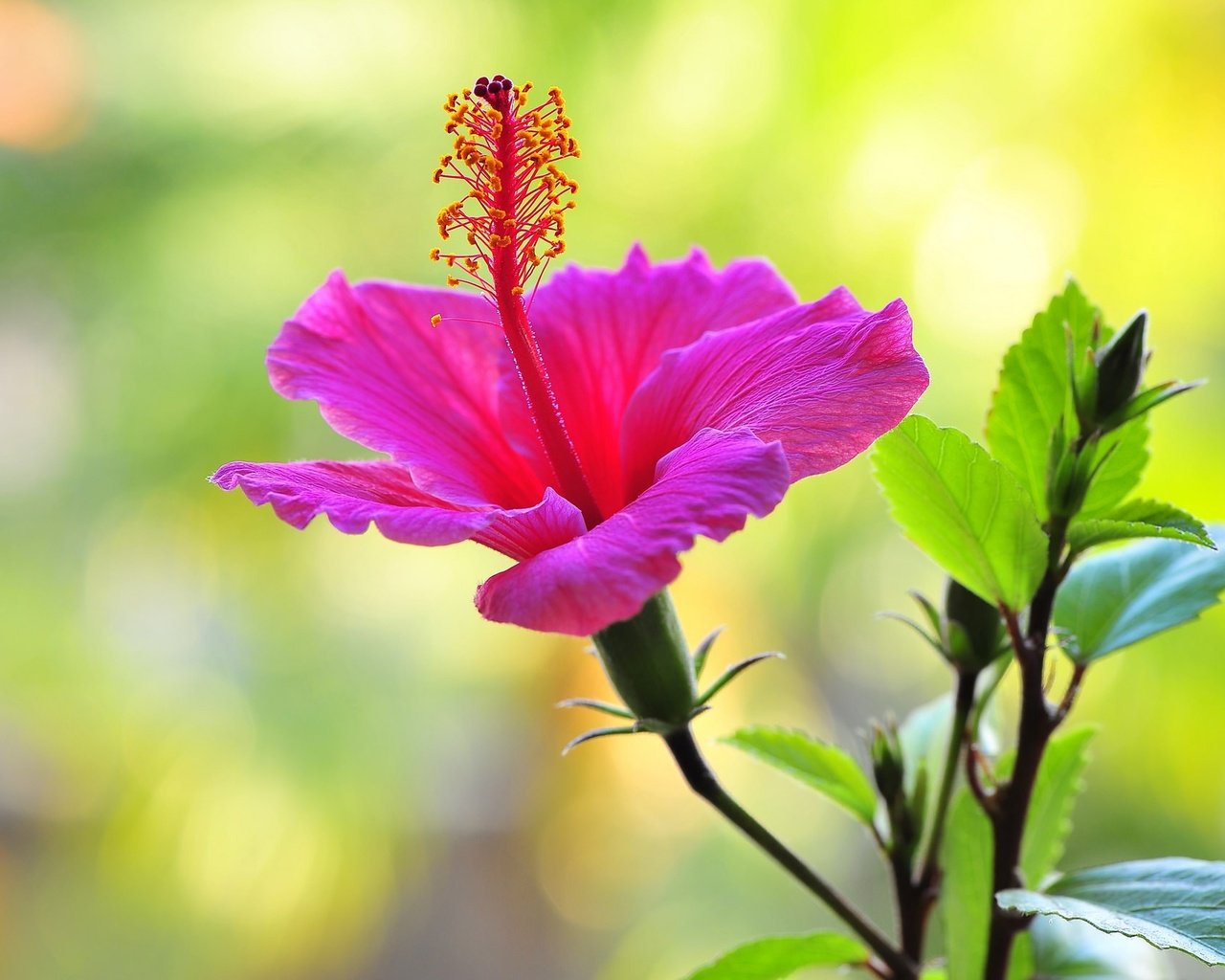 Обои макро, фон, цветок, гибискус, nick zadeh, macro, background, flower, hibiscus разрешение 2048x1362 Загрузить