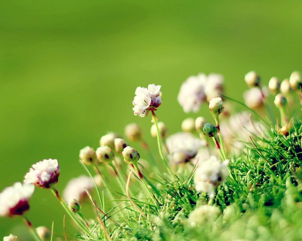Обои цветы, трава, природа, фон, маргаритка, flowers, grass, nature, background, daisy разрешение 1920x1080 Загрузить
