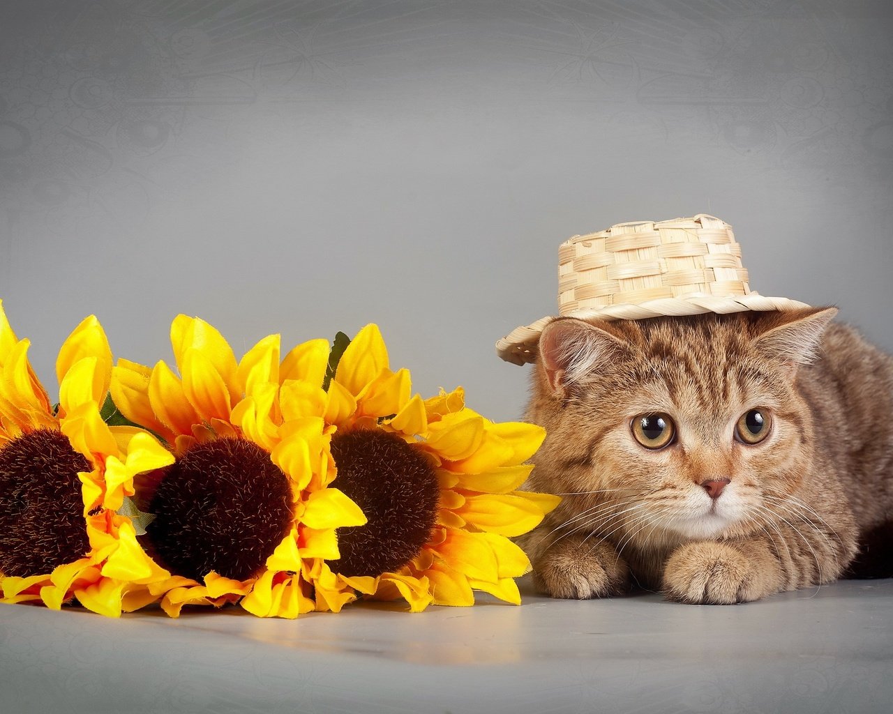 Обои глаза, цветы, кот, кошка, взгляд, подсолнух, шляпка, eyes, flowers, cat, look, sunflower, hat разрешение 2560x1600 Загрузить