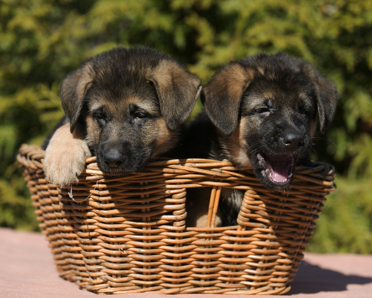 Обои природа, корзина, щенки, собаки, немецкая овчарка, овчарка, nature, basket, puppies, dogs, german shepherd, shepherd разрешение 2400x1519 Загрузить