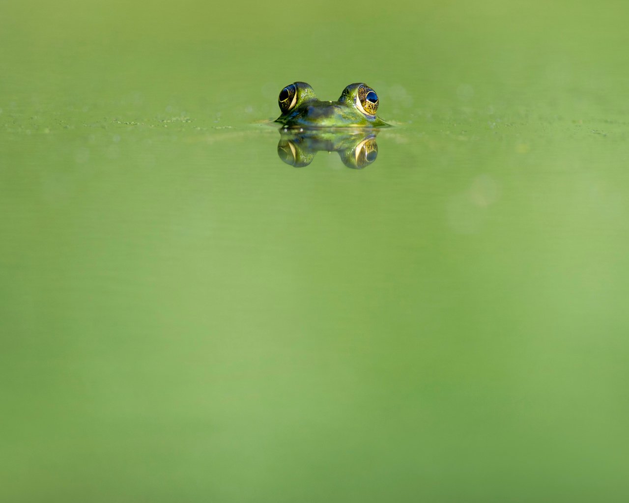 Обои глаза, вода, отражение, животные, лягушка, земноводные, ray hennessy, eyes, water, reflection, animals, frog, amphibians разрешение 4052x2696 Загрузить