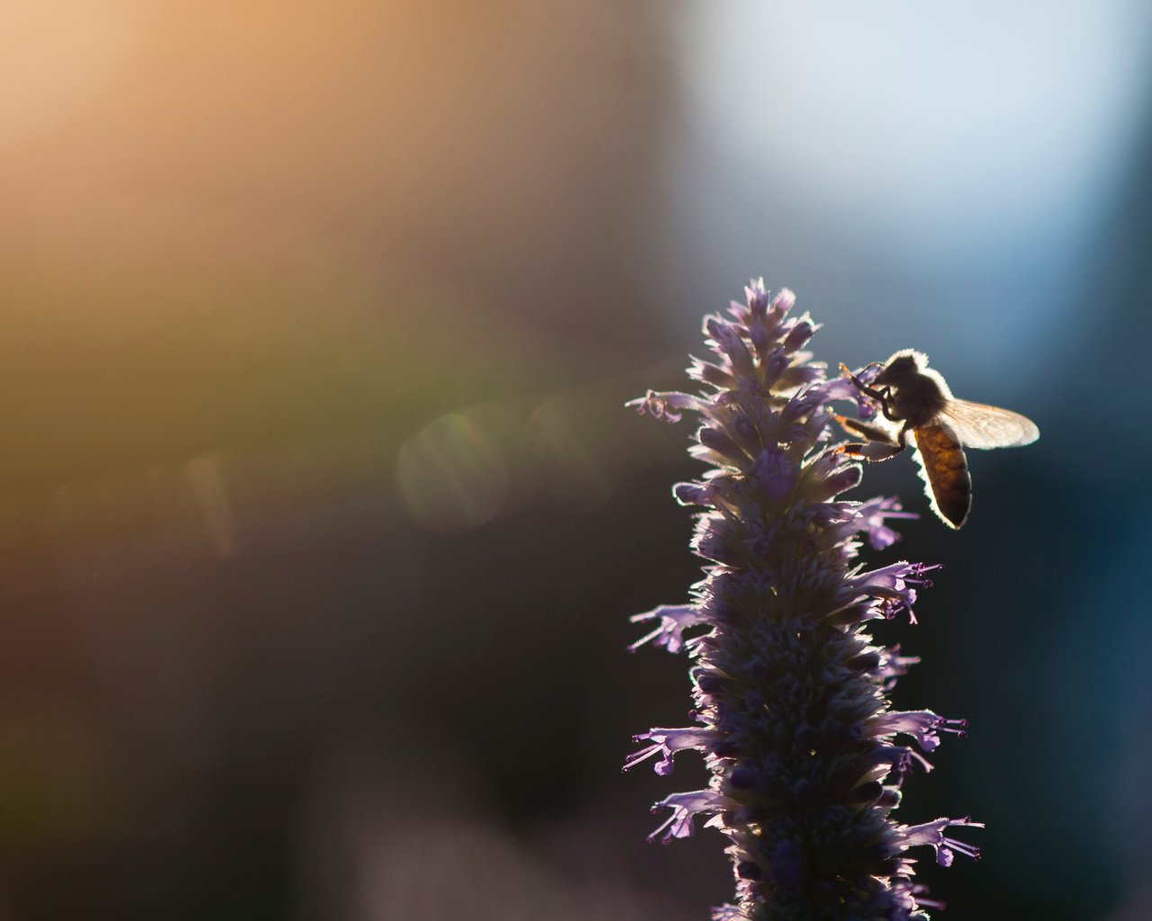 Обои свет, насекомое, цветок, размытость, пчела, ray hennessy, light, insect, flower, blur, bee разрешение 3269x2176 Загрузить