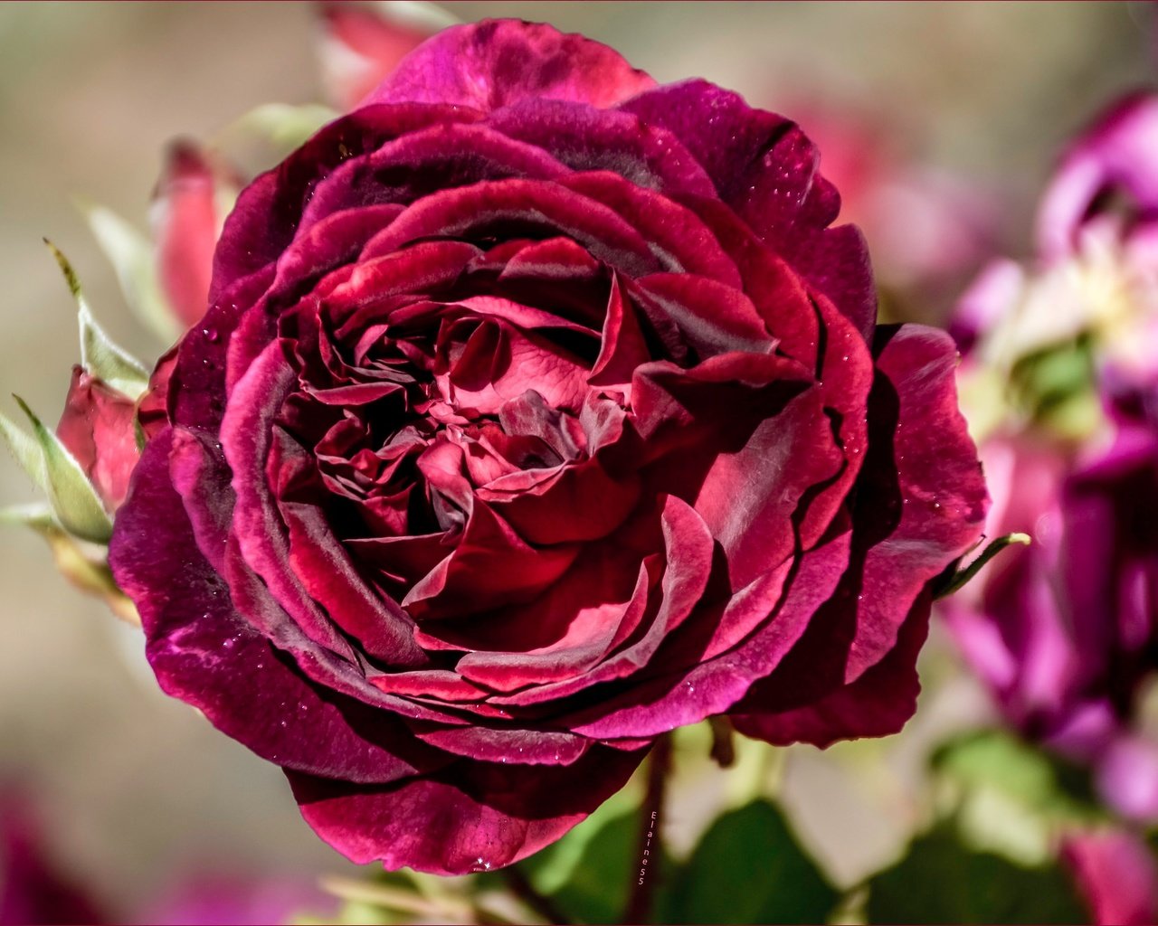 Обои макро, цветок, роза, лепестки, бутон, macro, flower, rose, petals, bud разрешение 2048x1362 Загрузить