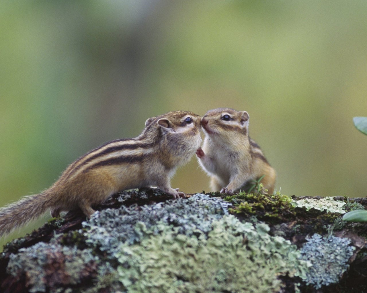 Обои япония, хоккайдо, бурундук, грызун, кусиро, japan, hokkaido, chipmunk, rodent, kushiro разрешение 1920x1080 Загрузить