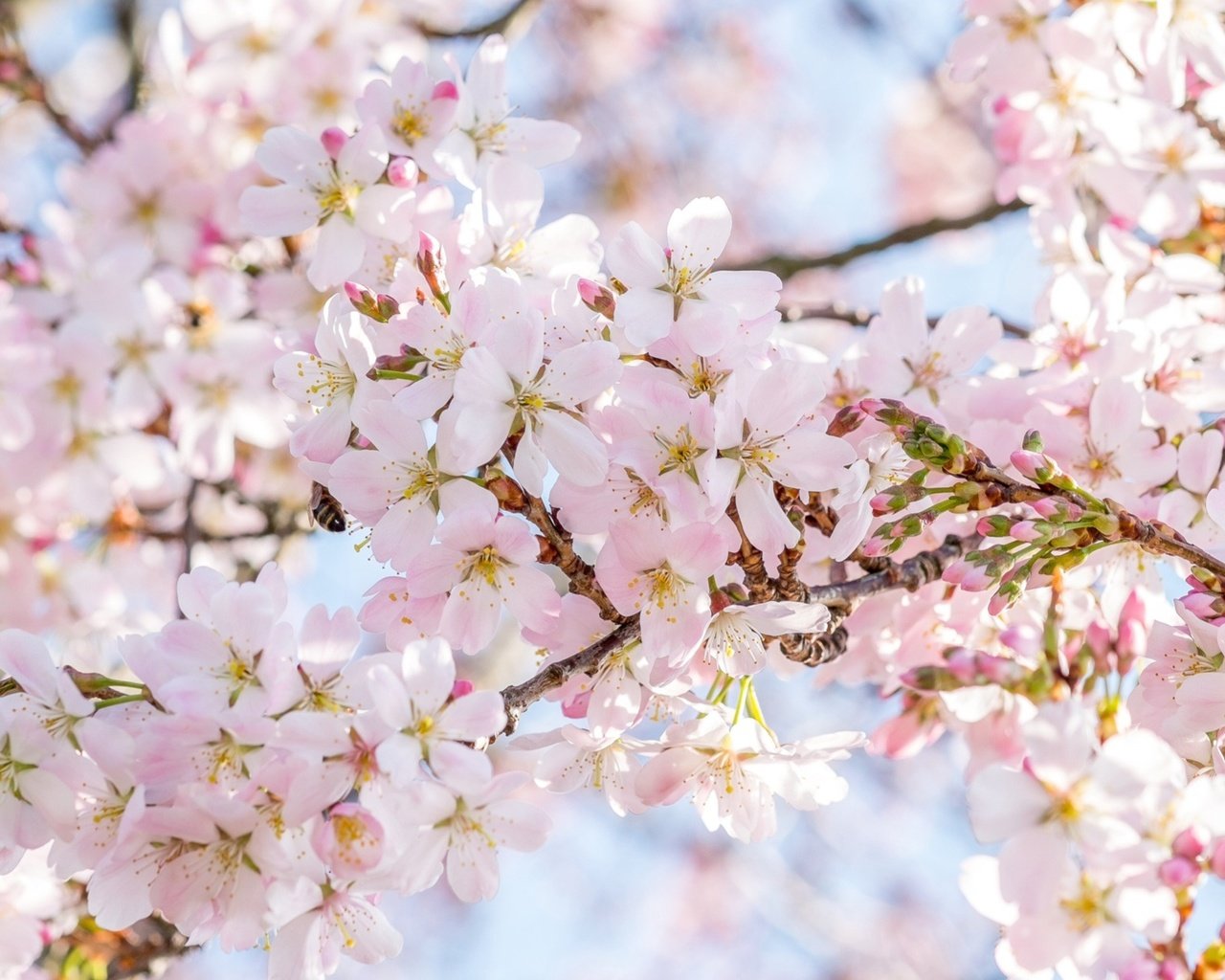 Обои дерево, цветение, весна, сакура, tree, flowering, spring, sakura разрешение 1921x1286 Загрузить