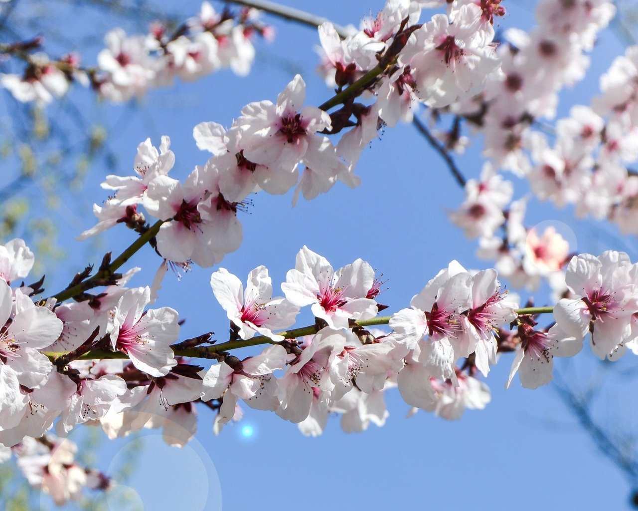 Обои небо, цветение, сад, весна, the sky, flowering, garden, spring разрешение 3438x1600 Загрузить