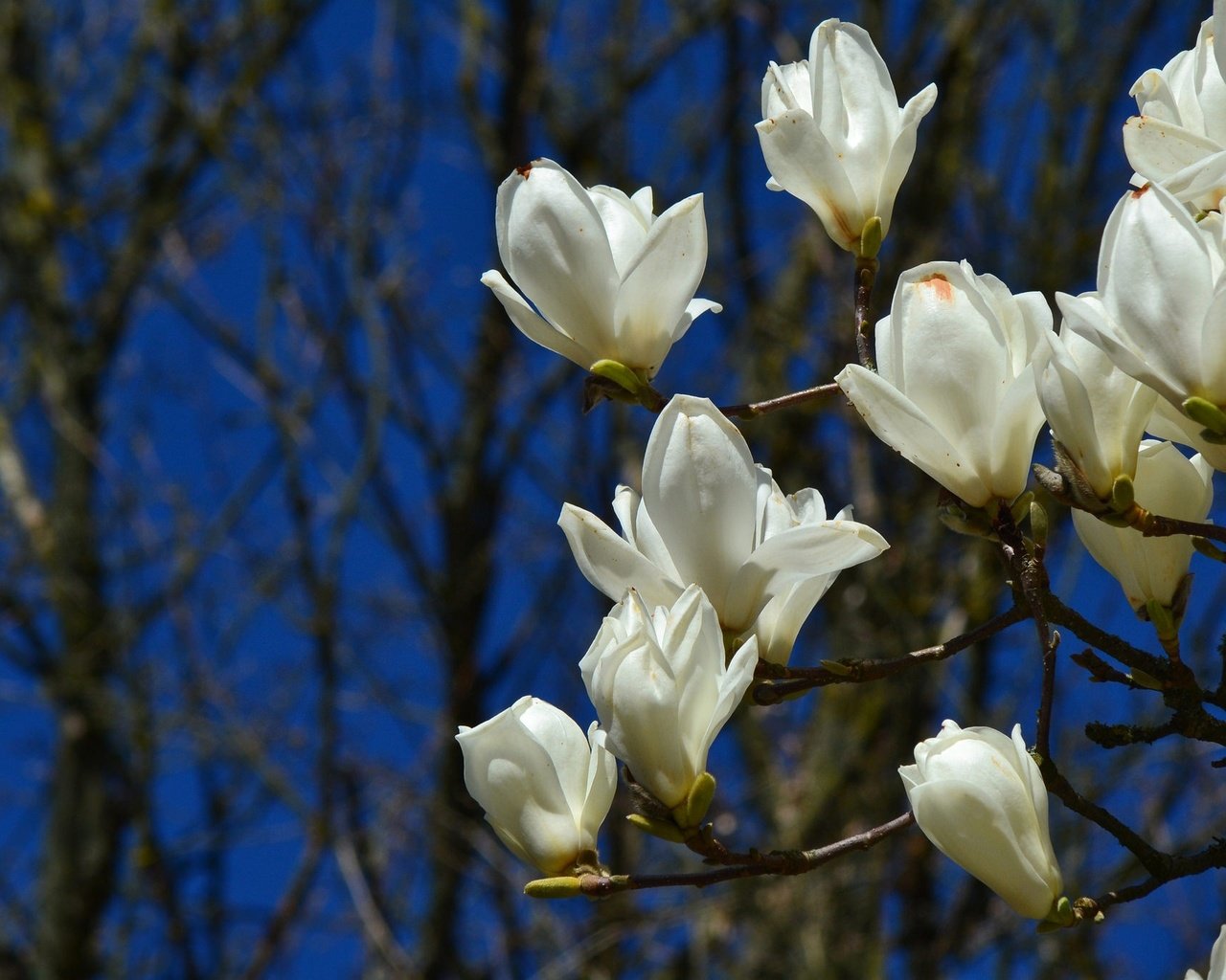 Обои цветы, цветение, ветки, весна, магнолия, flowers, flowering, branches, spring, magnolia разрешение 2048x1365 Загрузить