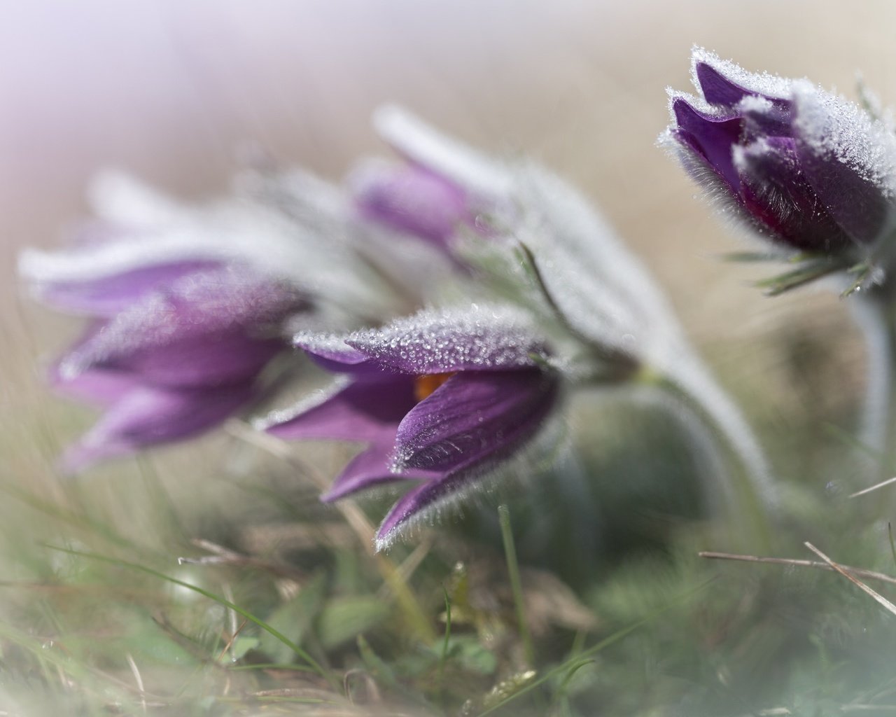 Обои цветы, пушистый, анемон, сон-трава, прострел, flowers, fluffy, anemone, sleep-grass, cross разрешение 2048x1365 Загрузить