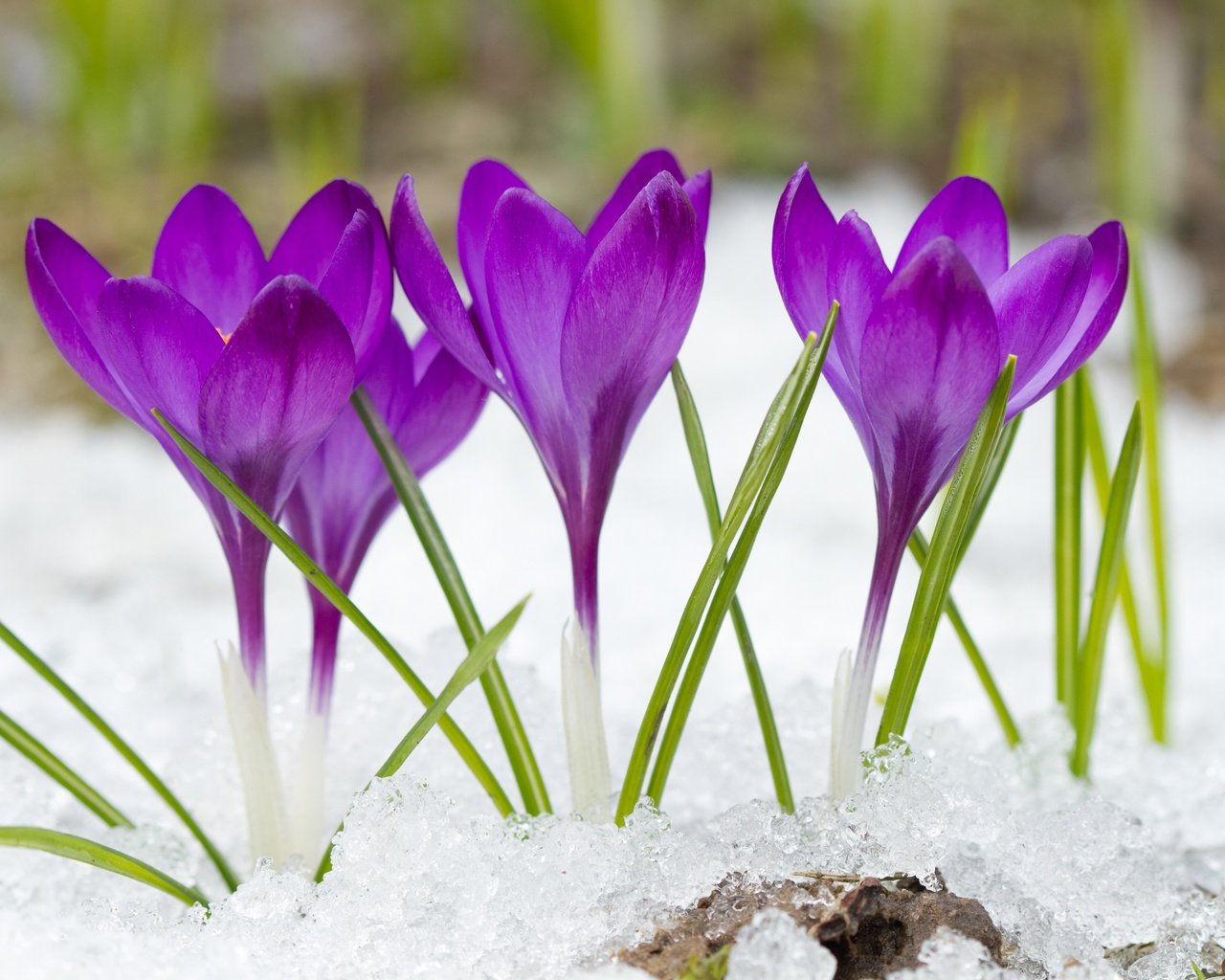 Обои цветы, снег, фиолетовые, крокусы, flowers, snow, purple, crocuses разрешение 4500x3000 Загрузить