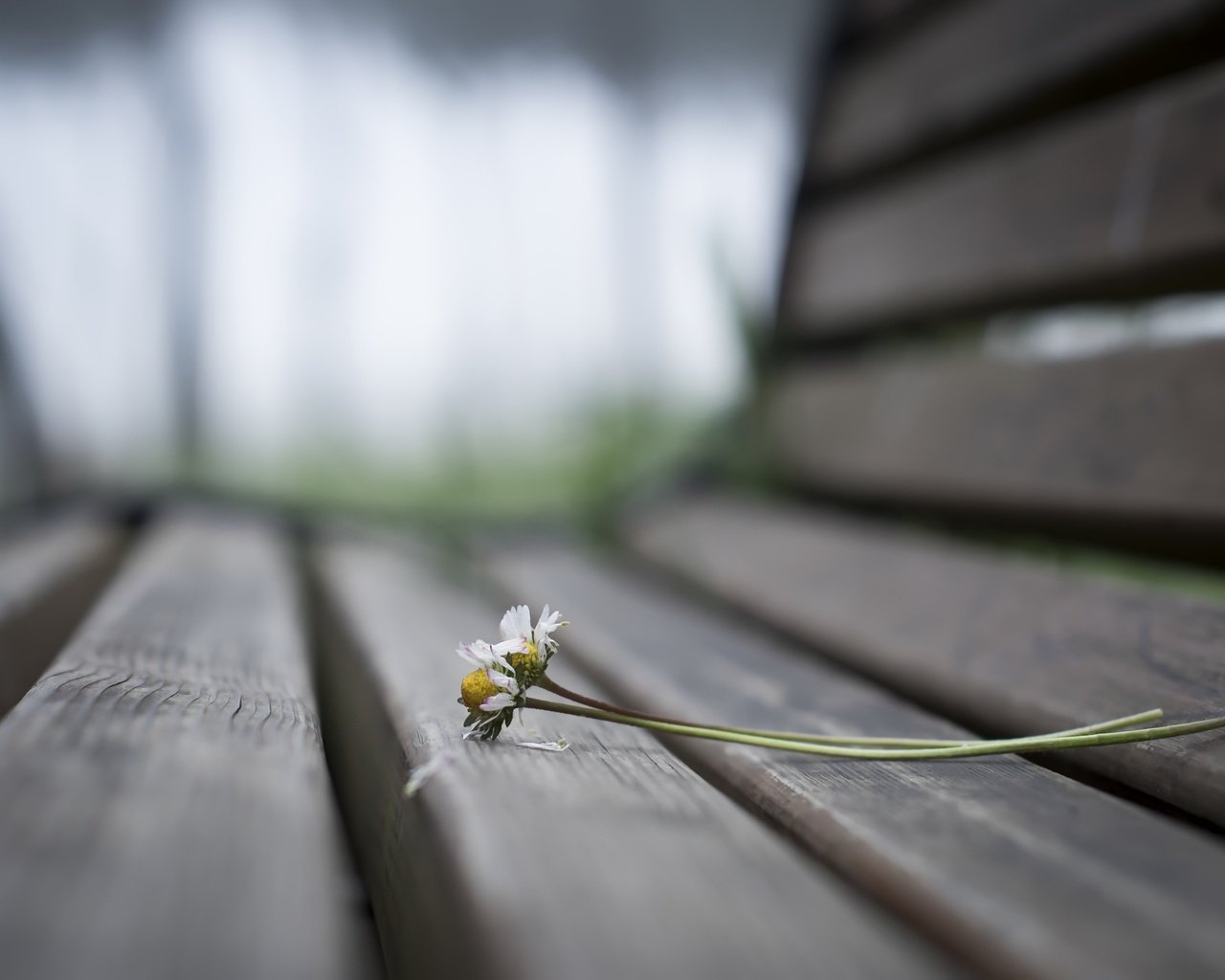 Обои цветы, фон, ромашки, скамья, flowers, background, chamomile, bench разрешение 2560x1707 Загрузить