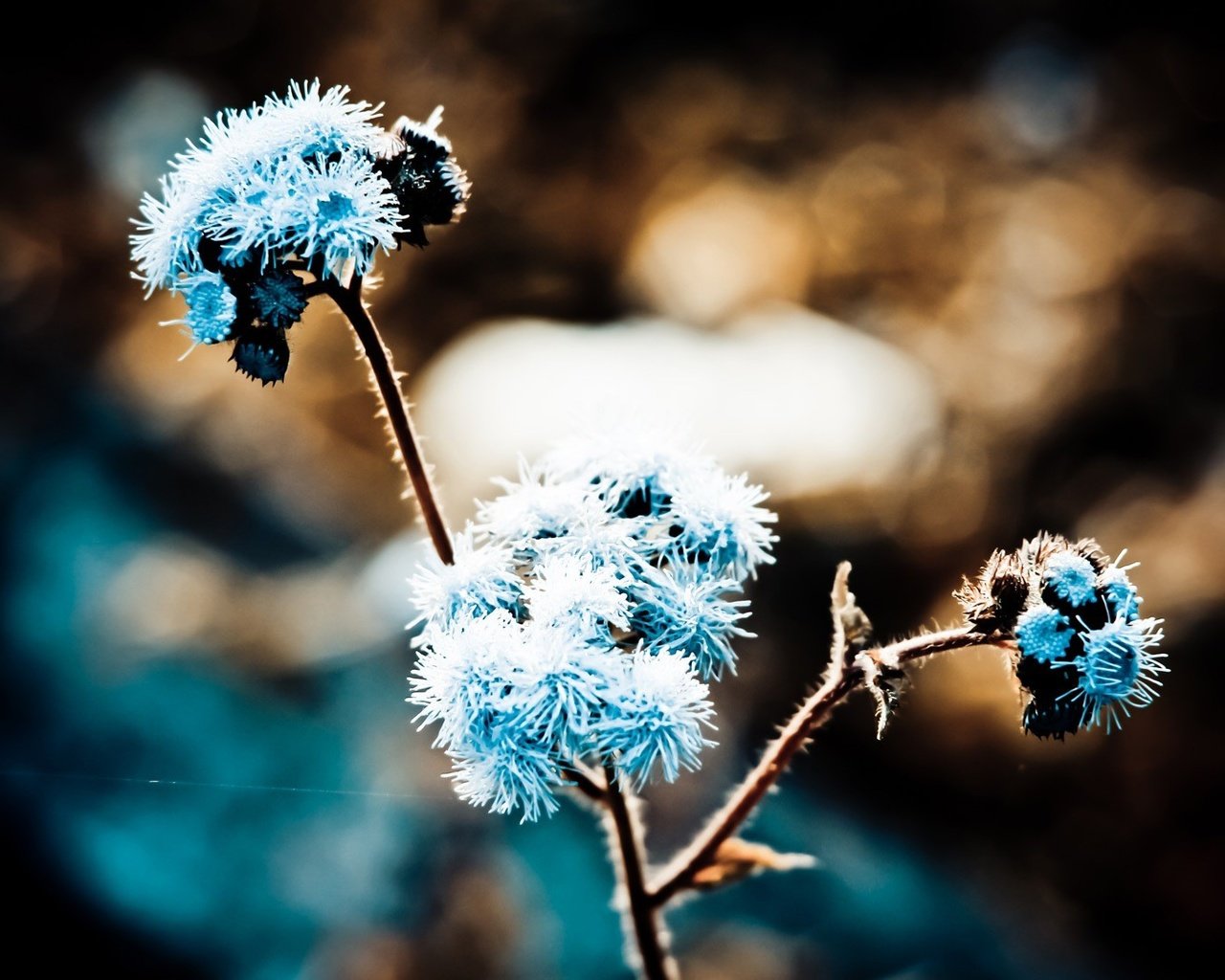 Обои трава, природа, макро, иней, растение, grass, nature, macro, frost, plant разрешение 1920x1093 Загрузить