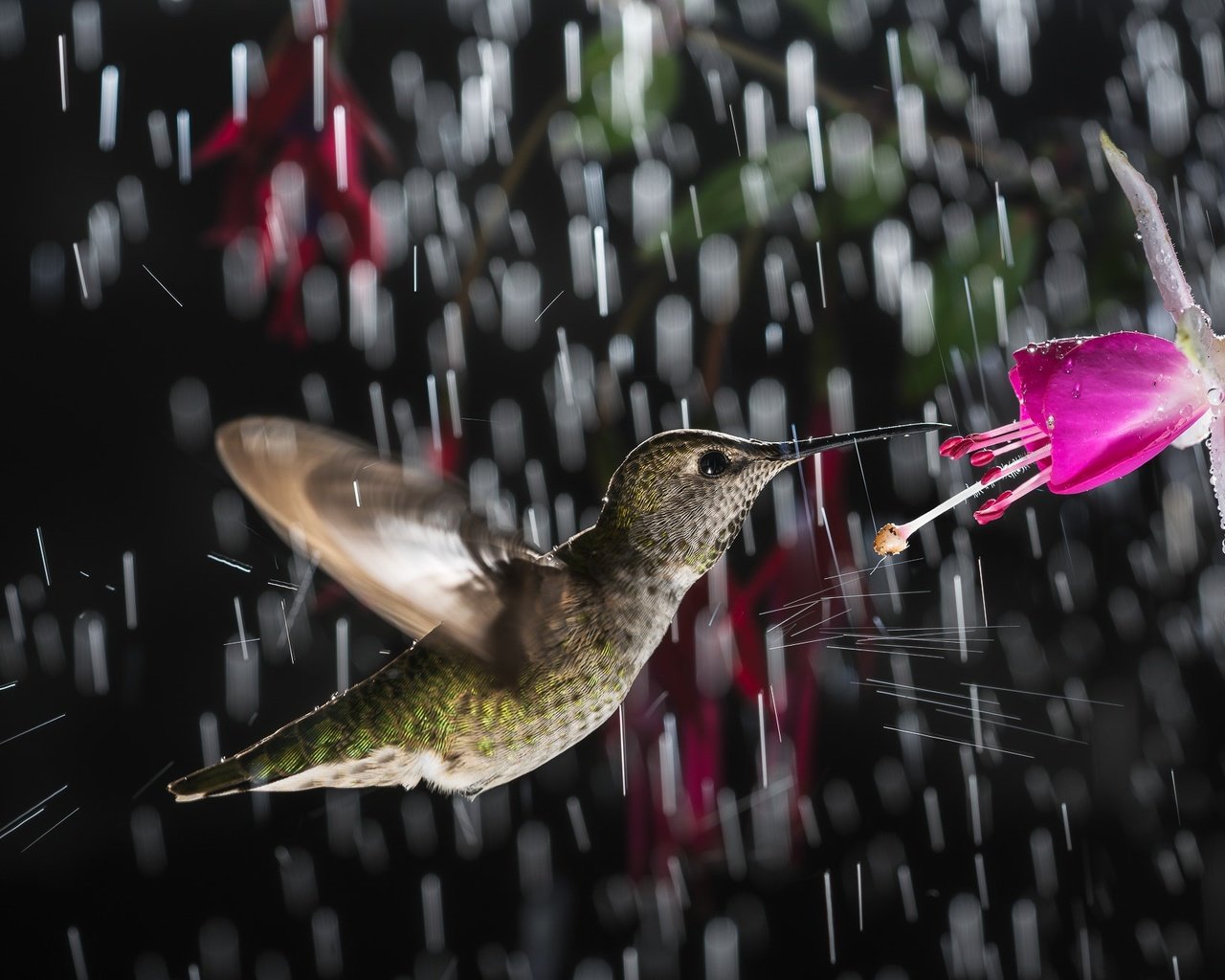 Обои цветок, птица, дождь, колибри, flower, bird, rain, hummingbird разрешение 2000x1334 Загрузить