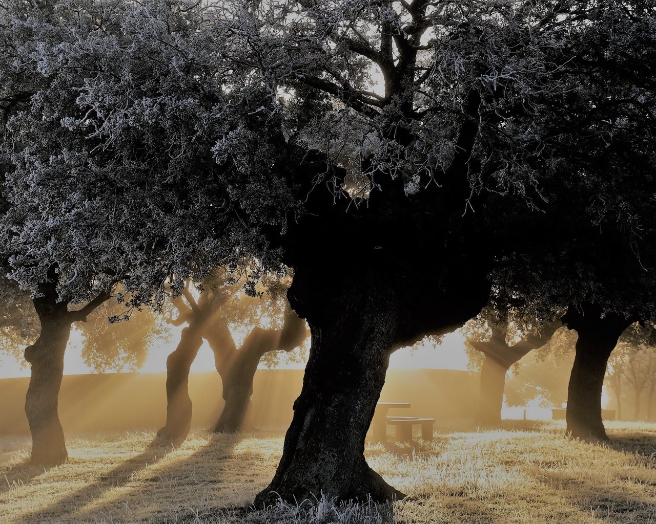 Обои свет, деревья, парк, утро, скамейка, light, trees, park, morning, bench разрешение 2560x1633 Загрузить