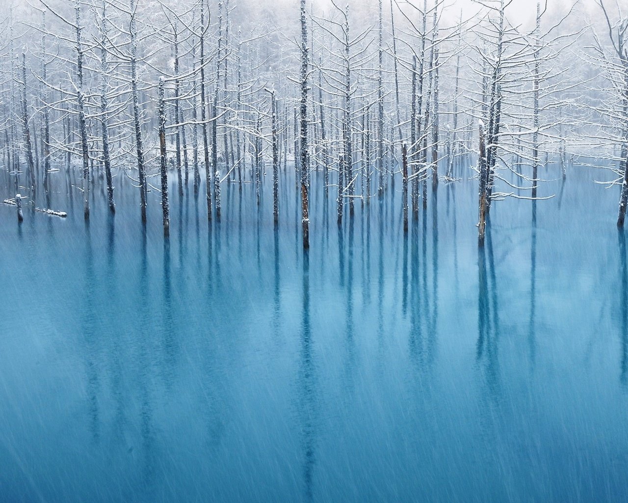 Обои деревья, вода, отражение, пейзаж, иней, наводнение, trees, water, reflection, landscape, frost, flood разрешение 1920x1200 Загрузить