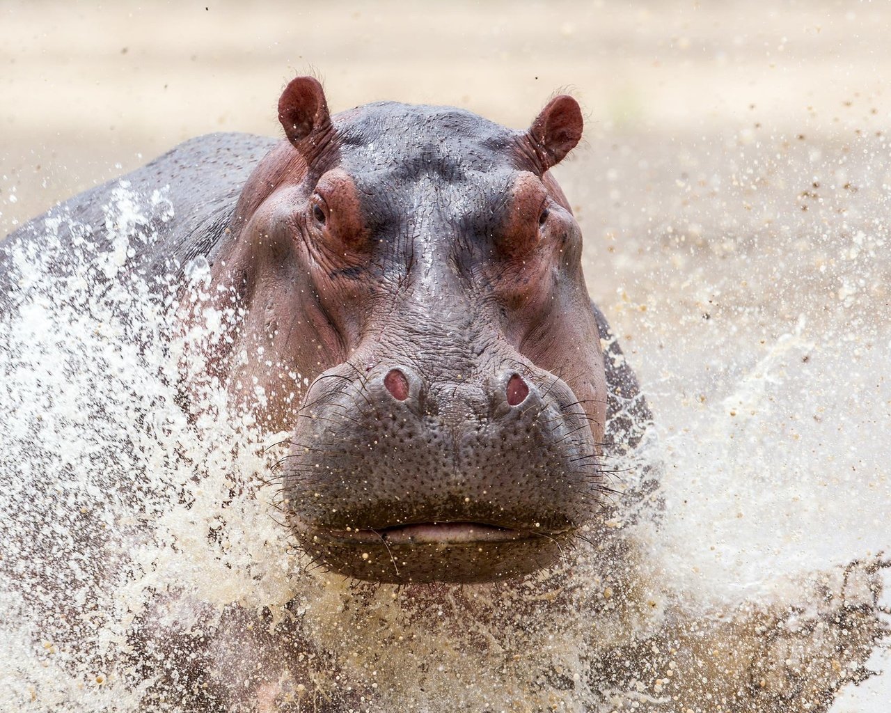 Обои вода, брызги, животное, бегемот, water, squirt, animal, hippo разрешение 2000x1352 Загрузить