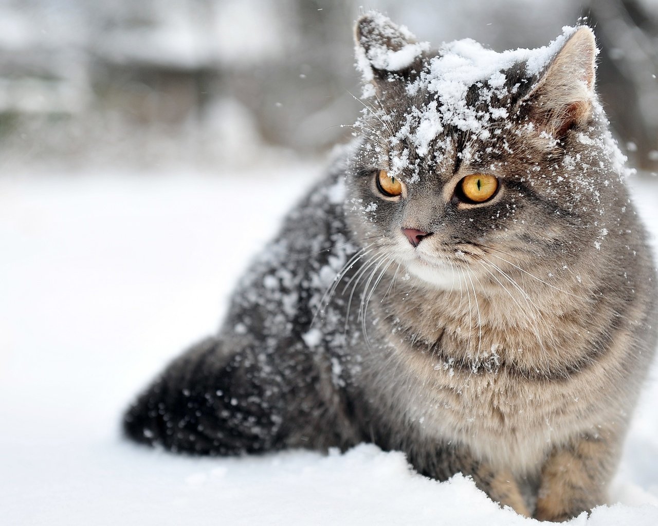 Обои глаза, снег, зима, кот, усы, кошка, взгляд, eyes, snow, winter, cat, mustache, look разрешение 2880x1800 Загрузить