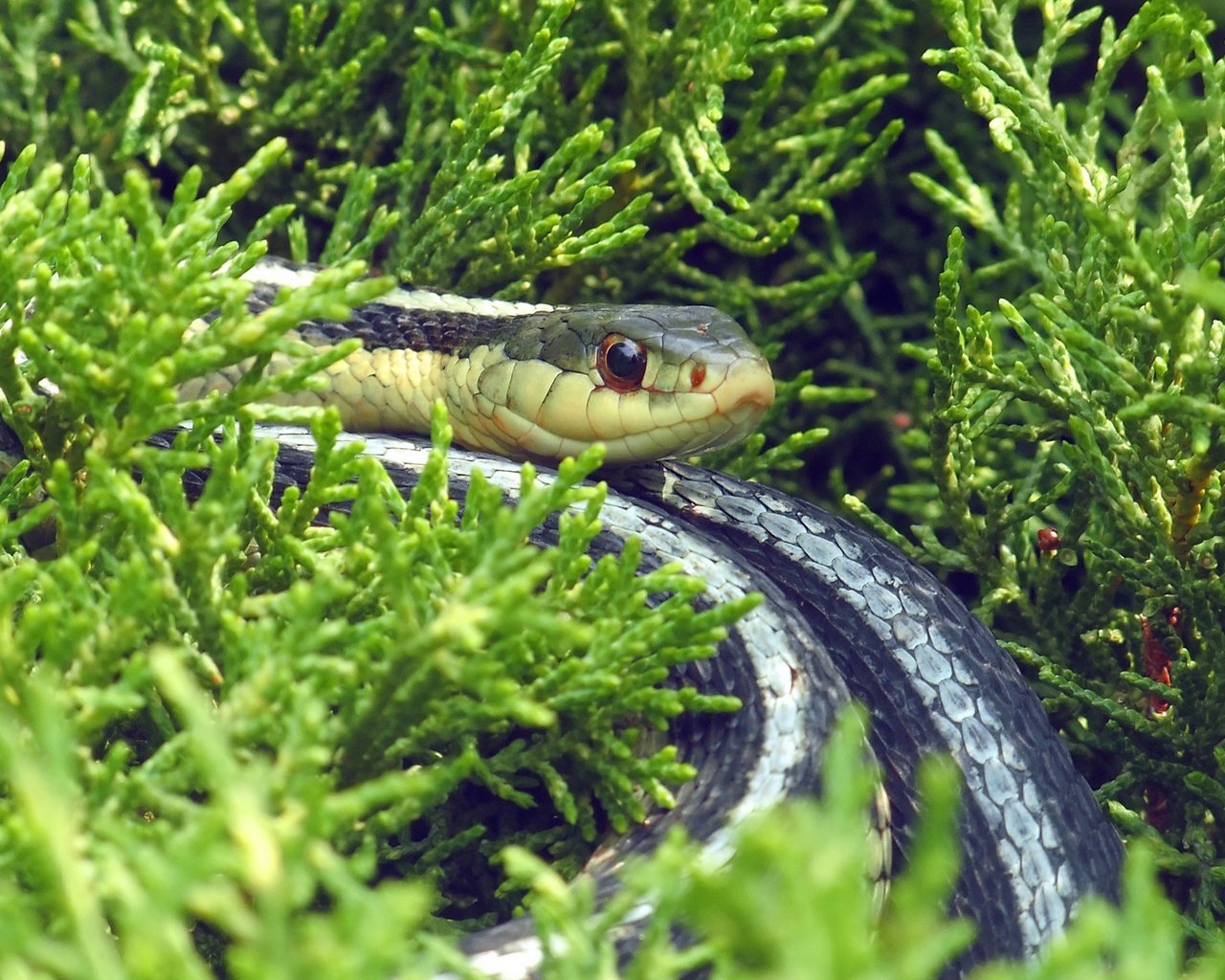 Обои трава, природа, змея, рептилия, пресмыкающееся, grass, nature, snake, reptile разрешение 1920x1080 Загрузить