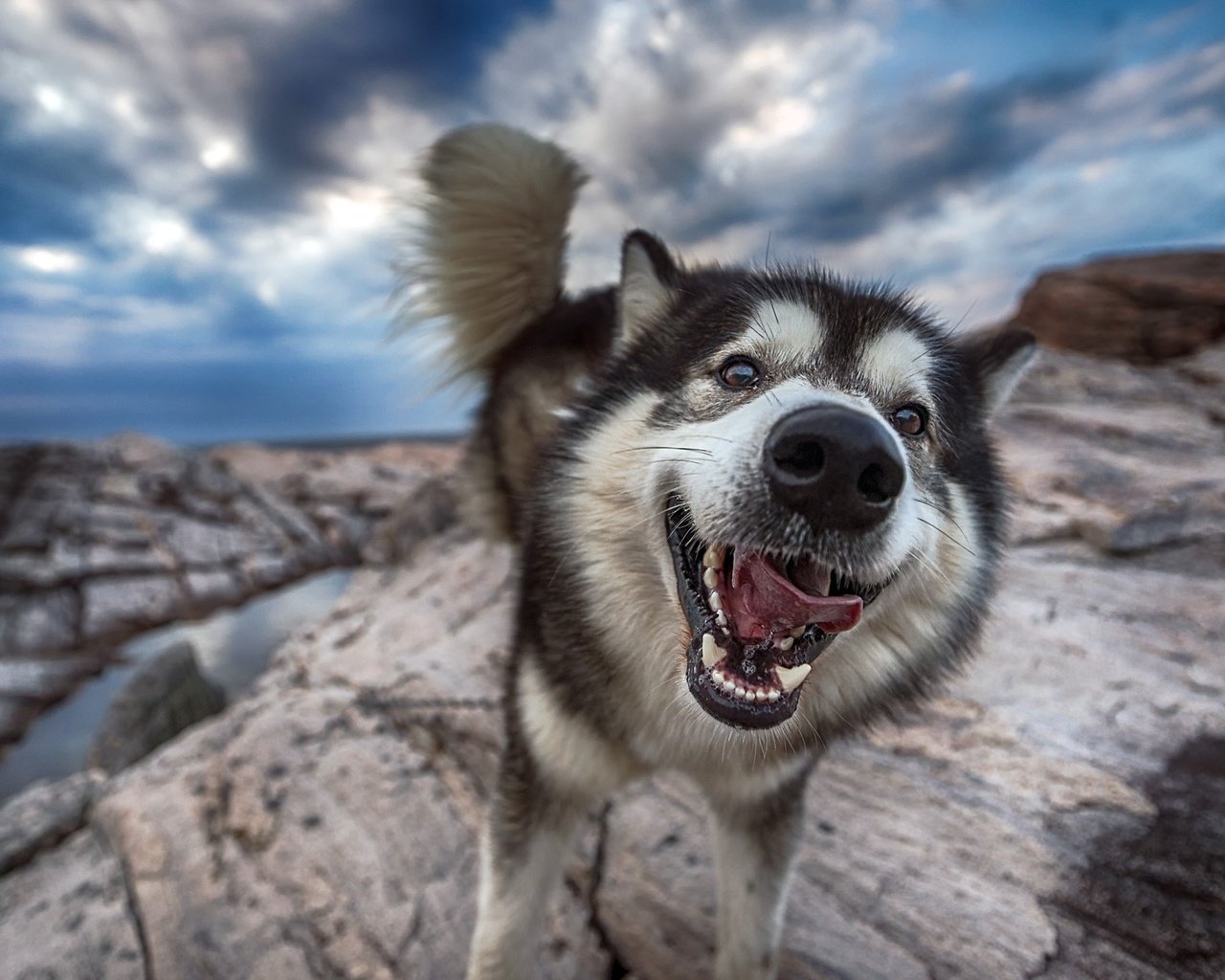 Обои морда, природа, собака, хаски, язык, хвост, face, nature, dog, husky, language, tail разрешение 2800x1690 Загрузить