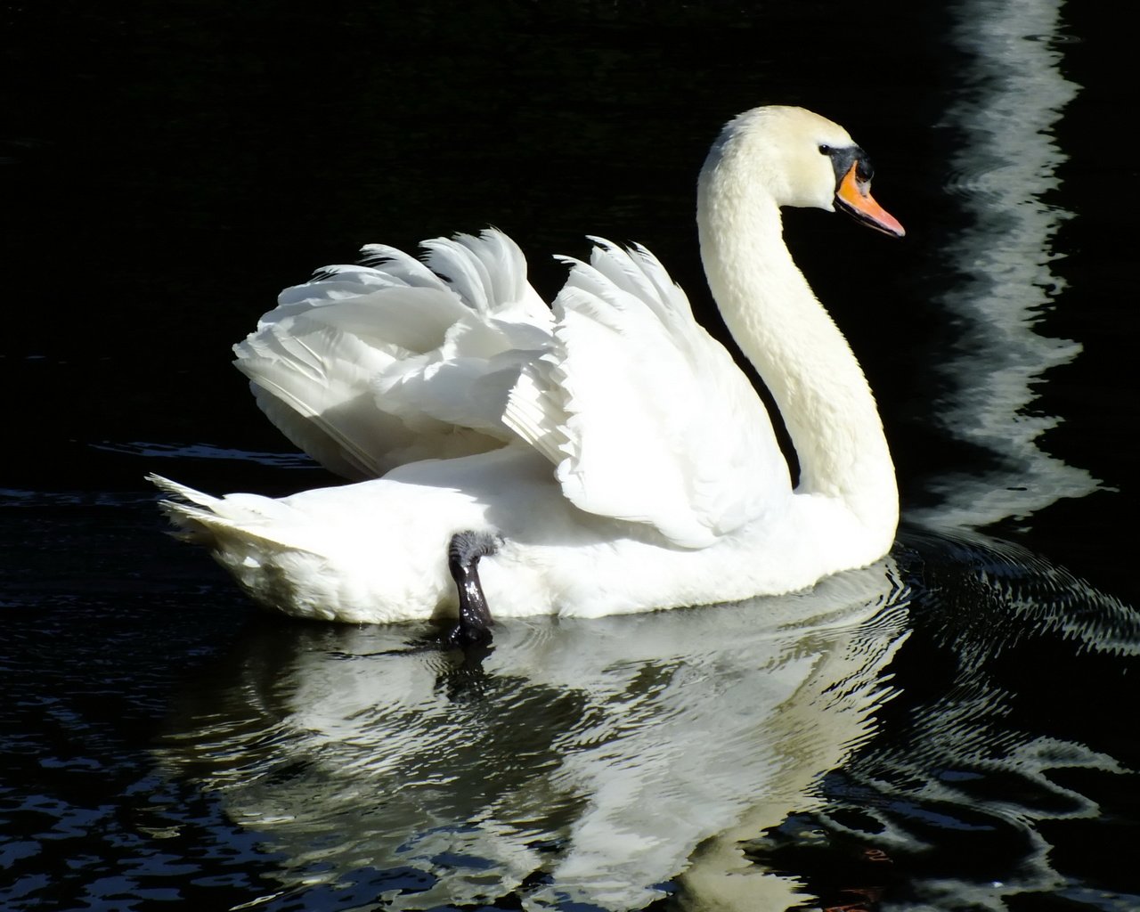 Обои вода, отражение, птица, лебедь, water, reflection, bird, swan разрешение 2400x1600 Загрузить