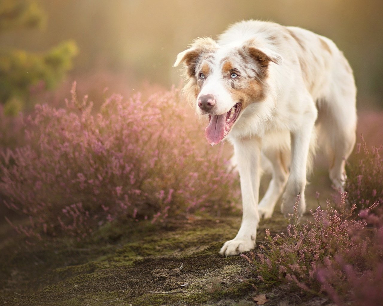 Обои цветы, собака, язык, австралийская овчарка, alicja zmysłowska, sorin, flowers, dog, language, australian shepherd разрешение 1999x1264 Загрузить