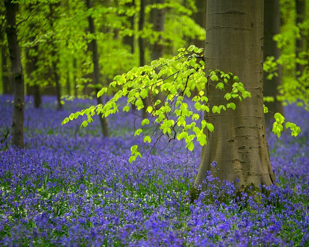 Обои цветы, деревья, лес, весна, колокольчики, бельгия, flowers, trees, forest, spring, bells, belgium разрешение 2048x1212 Загрузить