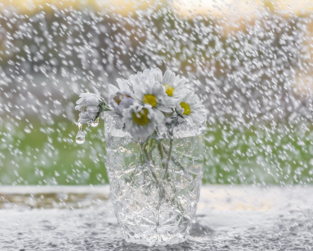 Обои цветы, дождь, ромашки, букет, стакан, flowers, rain, chamomile, bouquet, glass разрешение 2560x1707 Загрузить