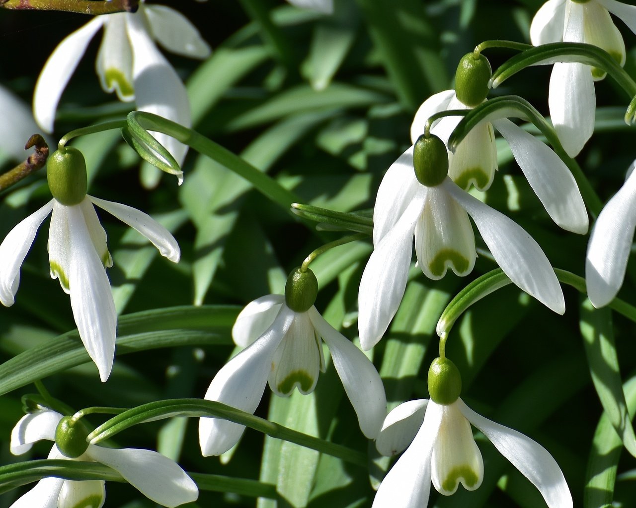 Обои цветы, природа, весна, подснежники, flowers, nature, spring, snowdrops разрешение 4354x2496 Загрузить