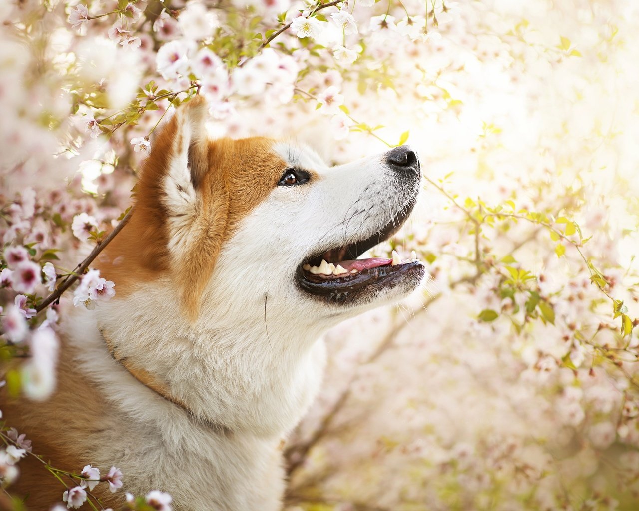 Обои цветы, собака, весна, ame, сиба-ину, dackelpuppy, flowers, dog, spring, shiba inu разрешение 2048x1367 Загрузить