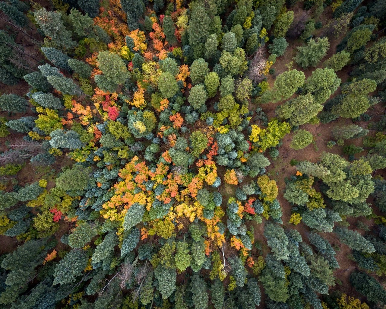 Обои деревья, природа, лес, осень, trees, nature, forest, autumn разрешение 2048x1535 Загрузить