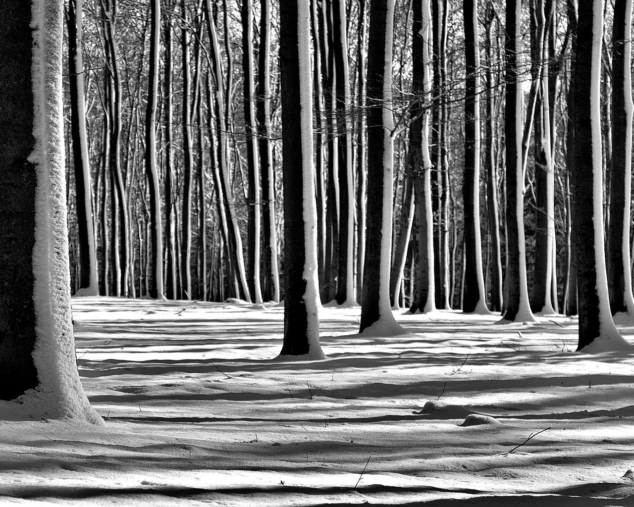 Обои деревья, снег, лес, зима, чёрно-белое, trees, snow, forest, winter, black and white разрешение 2560x1696 Загрузить