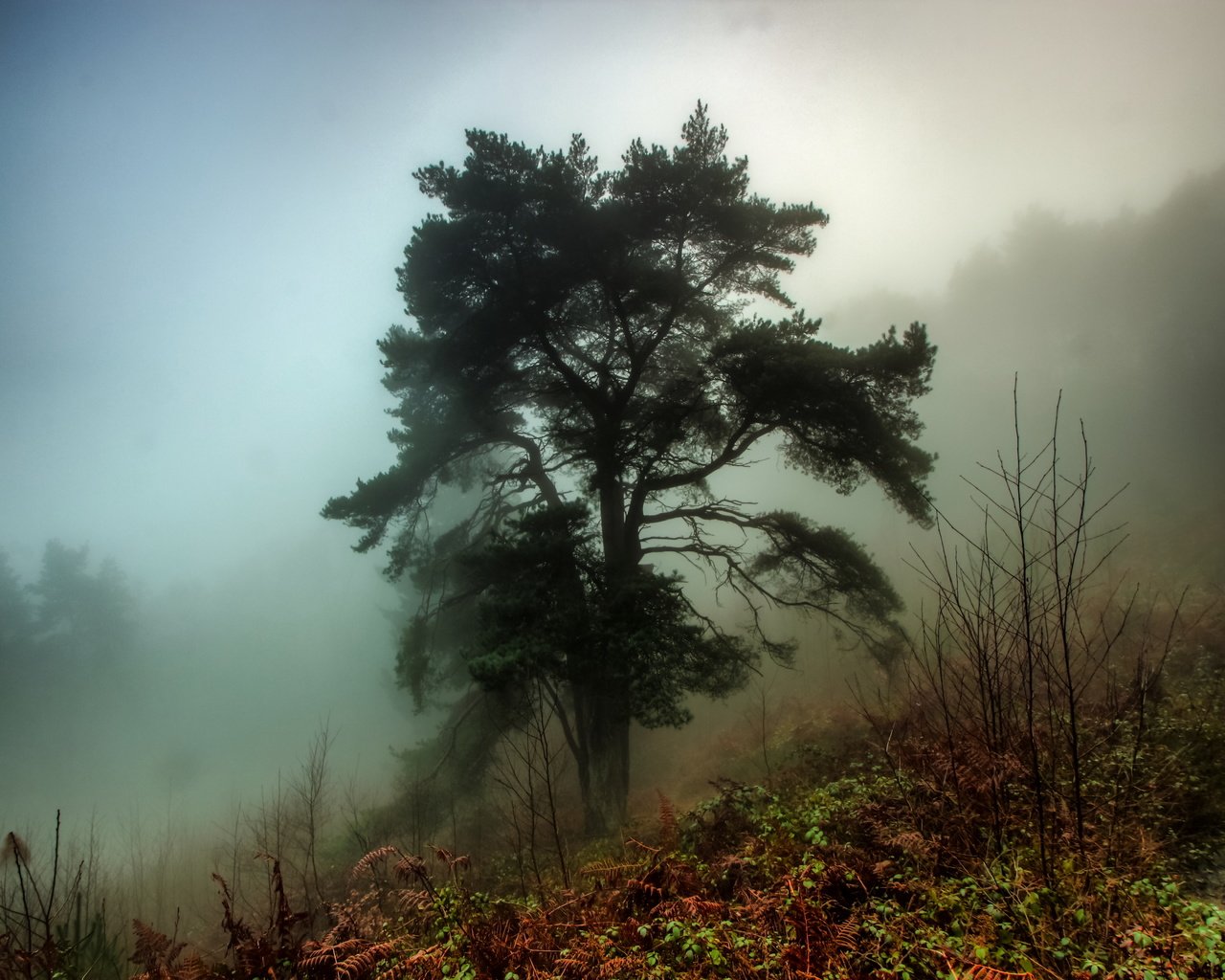 Обои деревья, лес, утро, туман, trees, forest, morning, fog разрешение 5184x3456 Загрузить