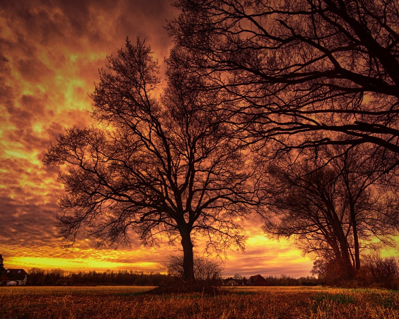 Обои небо, облака, деревья, вечер, ветки, силуэт, зарево, the sky, clouds, trees, the evening, branches, silhouette, glow разрешение 2048x1364 Загрузить