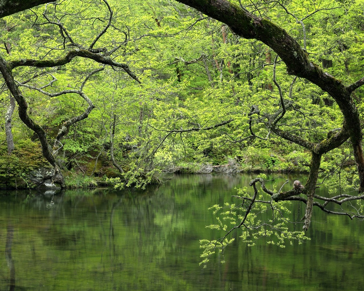 Обои деревья, вода, озеро, зелень, лес, ветки, водоем, trees, water, lake, greens, forest, branches, pond разрешение 5760x3840 Загрузить