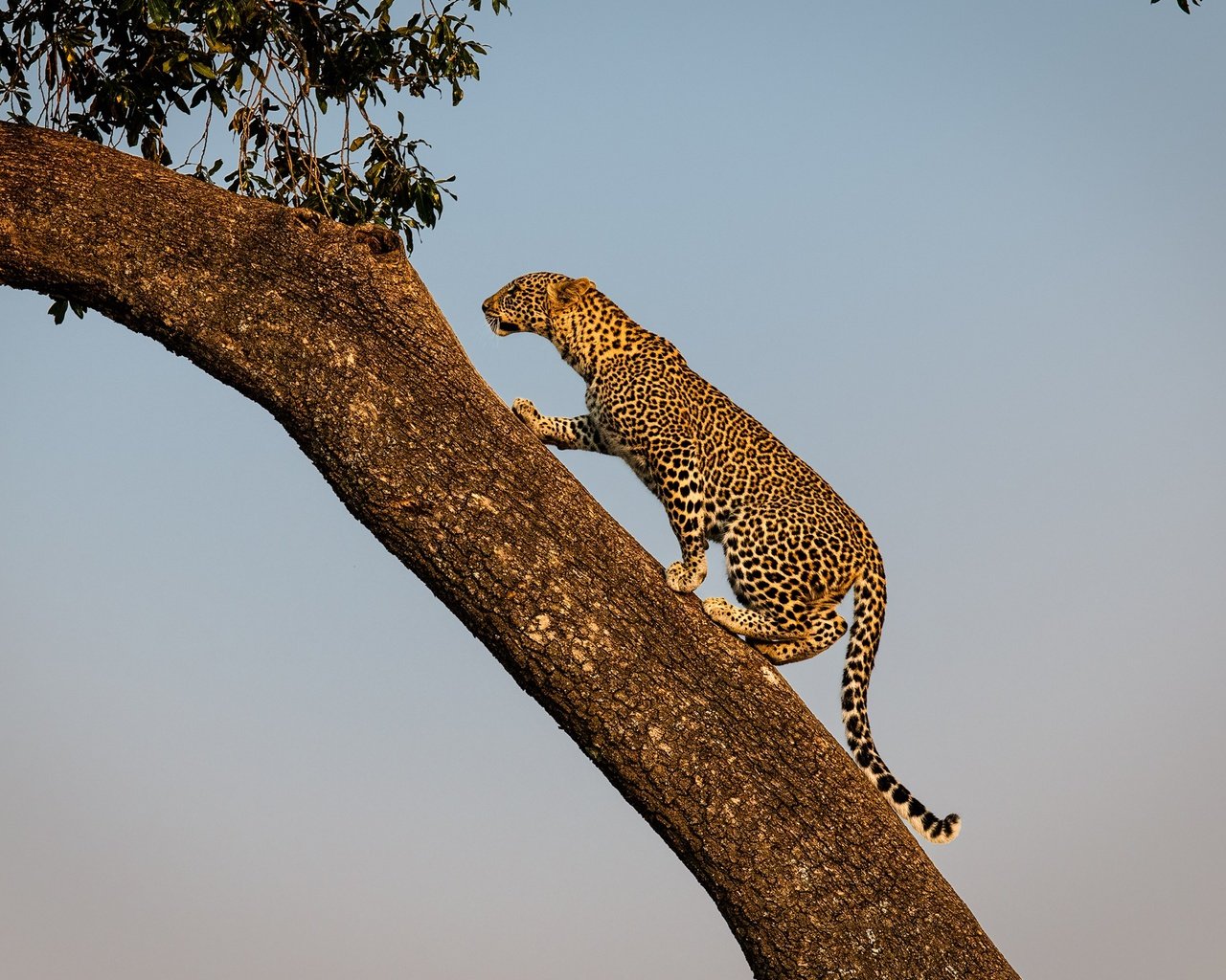 Обои дерево, леопард, хищник, дикая кошка, tree, leopard, predator, wild cat разрешение 2000x1414 Загрузить