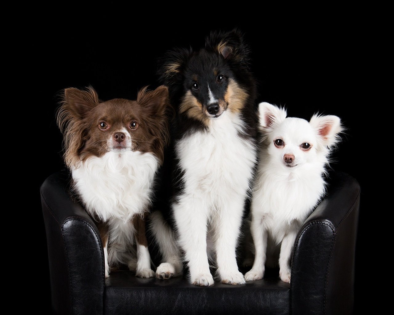 Обои черный фон, кресло, друзья, собаки, чихуахуа, шелти, black background, chair, friends, dogs, chihuahua, sheltie разрешение 2048x1296 Загрузить