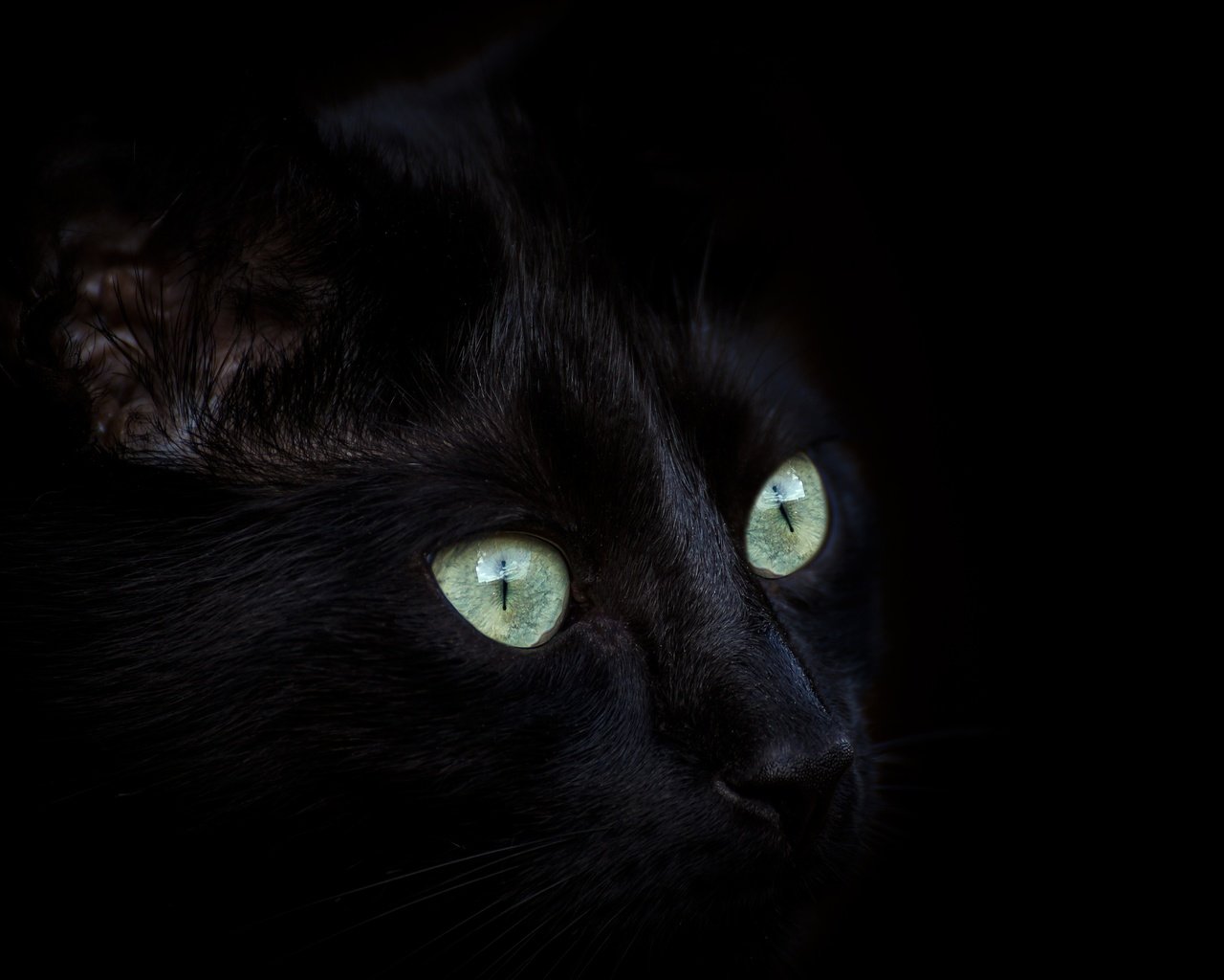 Обои глаза, кот, мордочка, усы, кошка, взгляд, черный, eyes, cat, muzzle, mustache, look, black разрешение 5472x3648 Загрузить