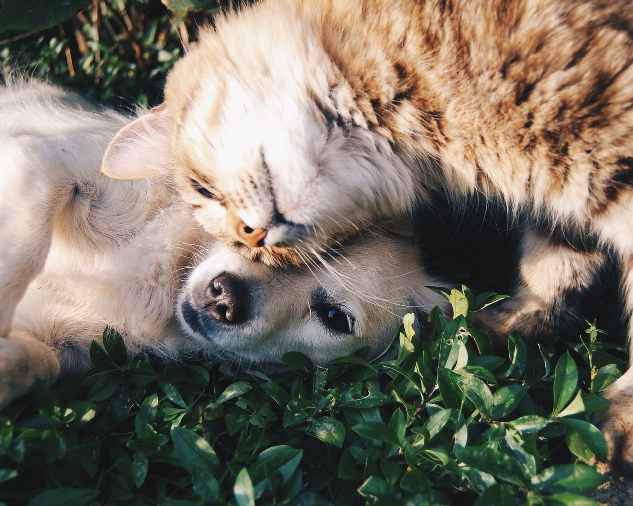 Обои природа, кошка, собака, друзья, лежа, nature, cat, dog, friends, lying разрешение 2896x1704 Загрузить