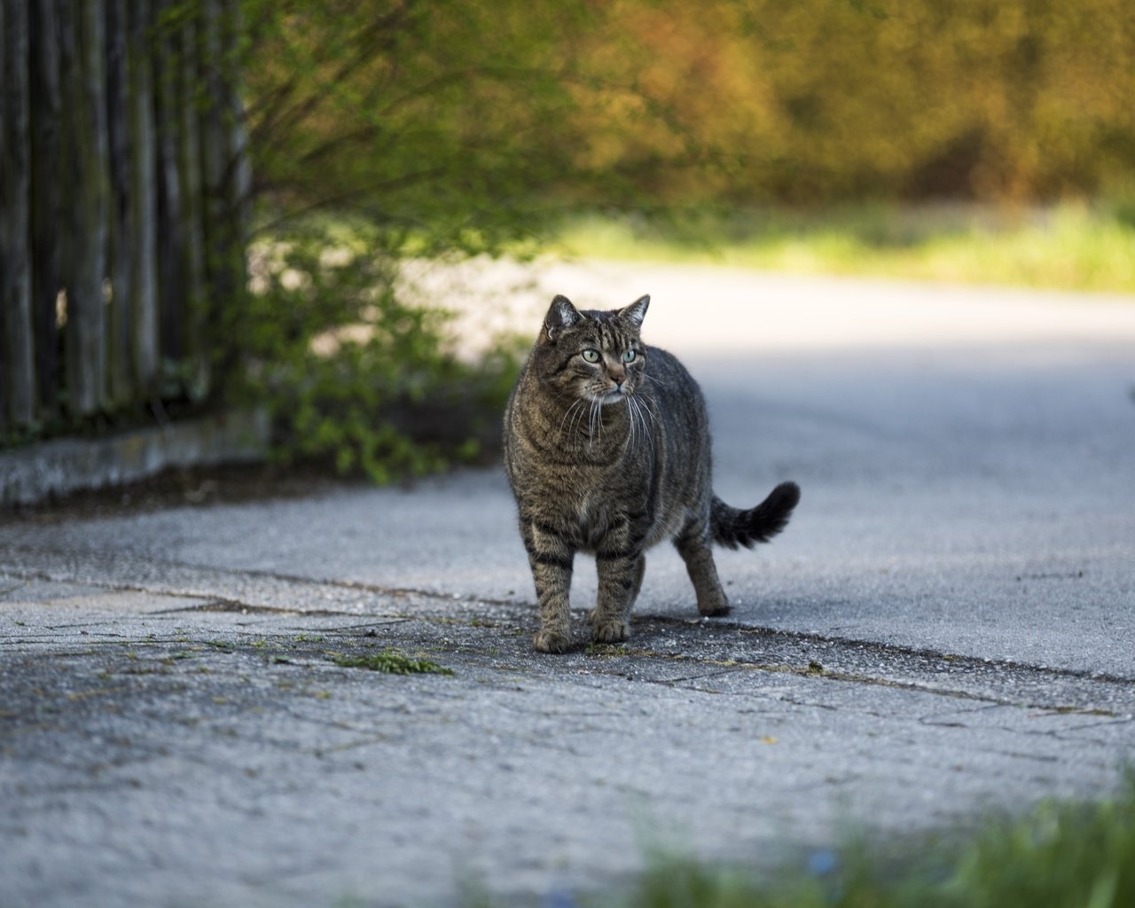 Обои кот, кошка, взгляд, серый, улица, cat, look, grey, street разрешение 6016x4016 Загрузить