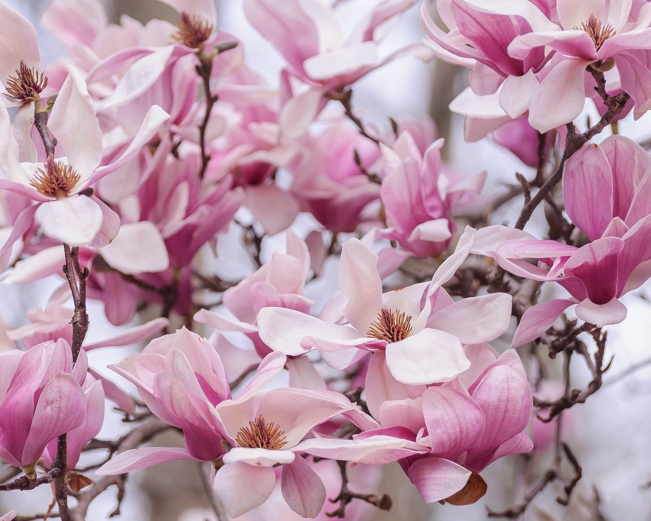 Обои природа, цветение, лепестки, весна, магнолия, nature, flowering, petals, spring, magnolia разрешение 2048x1276 Загрузить