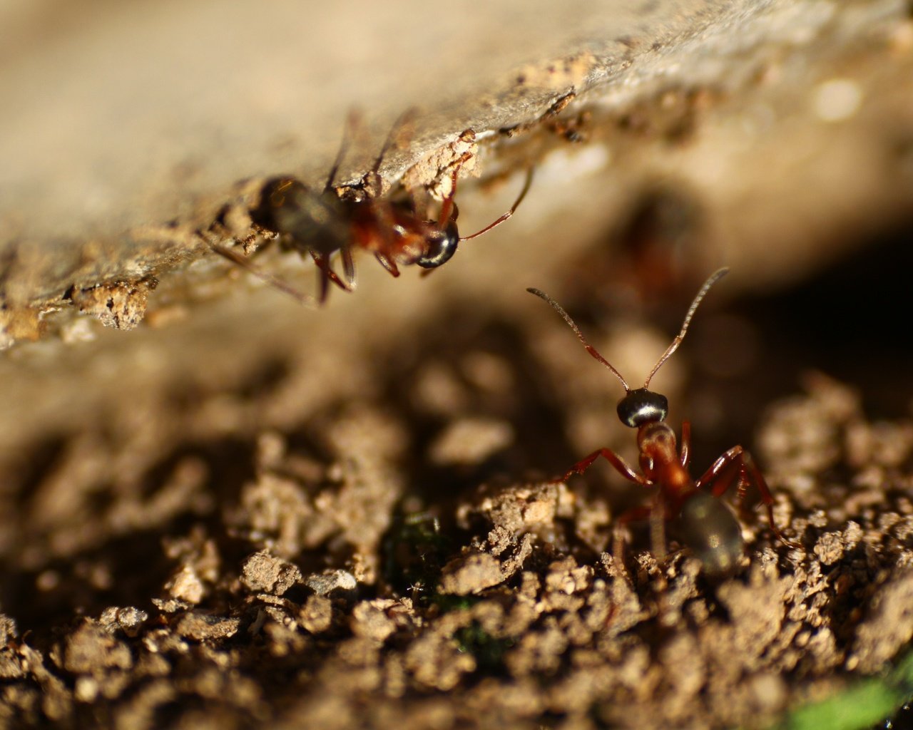 Обои насекомые, усики, муравьи, insects, antennae, ants разрешение 1920x1280 Загрузить