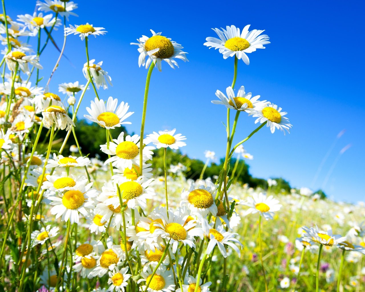 Обои небо, цветы, солнце, поле, весна, ромашки, the sky, flowers, the sun, field, spring, chamomile разрешение 5018x3345 Загрузить