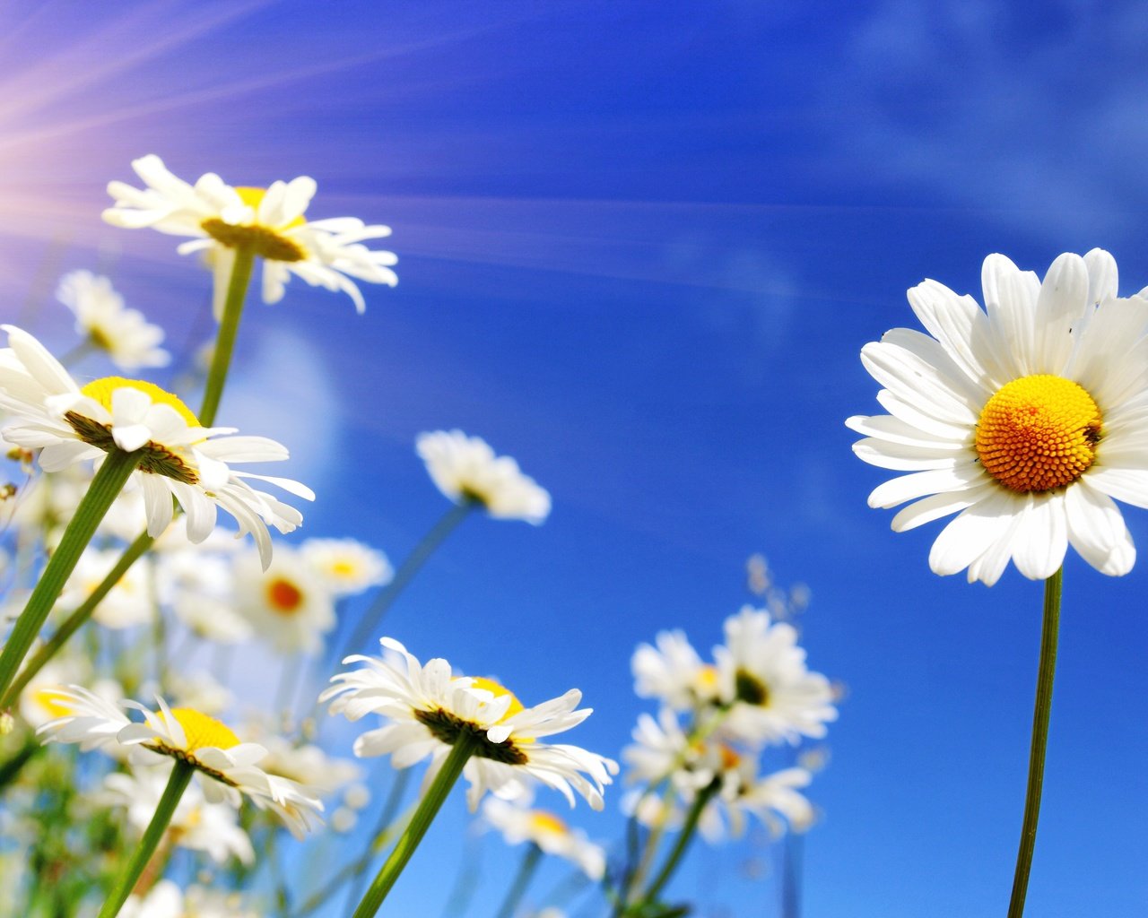 Обои небо, цветы, солнце, весна, ромашки, the sky, flowers, the sun, spring, chamomile разрешение 5342x3235 Загрузить