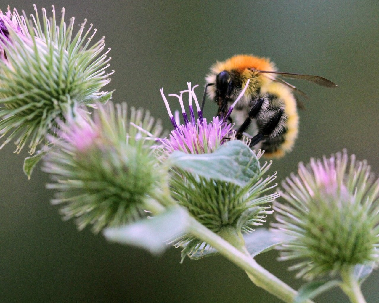 Обои насекомое, колючки, растение, пчела, боке, чертополох, insect, barb, plant, bee, bokeh, thistle разрешение 2048x1433 Загрузить