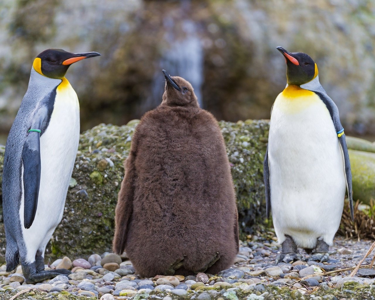 Обои природа, берег, птицы, пингвин, пингвины, nature, shore, birds, penguin, penguins разрешение 2560x1707 Загрузить